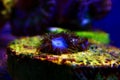 Blue Smurf Caribbean zoanthus polyps on macro underwater photography scene Royalty Free Stock Photo