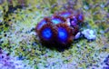 Blue Smurf Caribbean zoanthus polyps on macro underwater photography scene Royalty Free Stock Photo