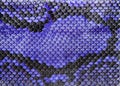 Blue snake skin, leather texture for background.