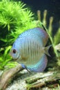 Blue Snakeskin Discus Fish Royalty Free Stock Photo