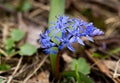Blue snowdrop blossom flowers in early spring in the forest. Scilla siberica Squill Royalty Free Stock Photo