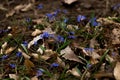 Blue snowdrop blossom flowers in early spring in the forest. Scilla siberica Squill Royalty Free Stock Photo