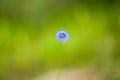 Blue snowdrop with dew drop closeup, spring flowers. Blue flower closeup in nature Royalty Free Stock Photo