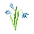 Blue Snowdrop Flower or Blossom on Stalk or Stem with Linear Leaves Vector Illustration