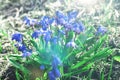 Blue snowdrop flowers in warm evening sunset light of spring garden. Sun beams with bokeh. Tender spring backdrop for Royalty Free Stock Photo