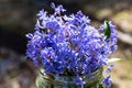 Blue snowdrop in a glass jar. Stilla Royalty Free Stock Photo