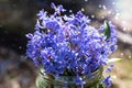 Blue snowdrop in a glass jar in the sun. Stilla Royalty Free Stock Photo