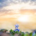 Blue snowdrop scilla flower on a sunset background Royalty Free Stock Photo