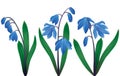 Blue snowdrops