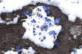 Blue snowdrops close-up with rare green leaves make their way out from under the newly fallen snow. Background Royalty Free Stock Photo