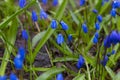 Blue snowdrops in dew in spring forest Royalty Free Stock Photo