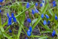 Blue snowdrops in dew in spring forest Royalty Free Stock Photo