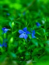Blue Snowdrops. First Spring Flower