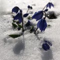 Blue snowdrops grew in spring from under the snow.