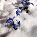 Blue snowdrops grew in spring from under the snow.