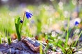 Blue snowdrops in a spring sunny forest with dew drops close-up. Floral spring Royalty Free Stock Photo