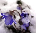 Blue snowdrops under the snow