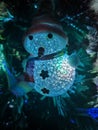 Blue Snowmanat Chrismast Tree Royalty Free Stock Photo
