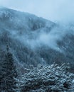 Blue snowy cold evening in the mountains with fir forest and mist during winter Royalty Free Stock Photo