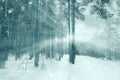 Blue snowy winter forest landscape Royalty Free Stock Photo