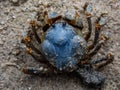 Blue soldier crab
