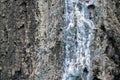 Blue solid resin on spruce tree trunk. Stripped bark on the trunk of spruce tree.