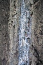 Blue solid resin on spruce tree trunk. Stripped bark on the trunk of spruce tree.