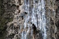 Blue solid resin on spruce tree trunk. Stripped bark on the trunk of spruce tree.