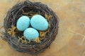 Blue speckled eggs in nest