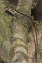 Blue-speckled Forest Skink