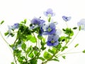 Blue speedwell Royalty Free Stock Photo