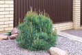 Blue spherical pine mugus in the spring.Selective focus.ÃÂ¡oncept of the selection of ornamental plants and trees for landscaping a