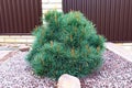 Blue spherical pine with young spring buds.Soft focus.Concept of the selection of conifers for landscape design