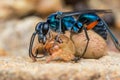 Blue Spider Wasp kill a Huntsman Spider.