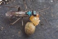 A blue spider wasp with prey