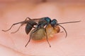 A blue spider wasp with prey