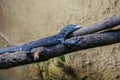 Blue spiny lizard on the branch Royalty Free Stock Photo