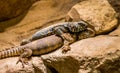 Blue Spiny Lizard and one Gila Monster Royalty Free Stock Photo