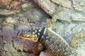 Blue spiny lizard (Sceloporus serrifer cyanogenis) Royalty Free Stock Photo