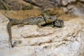 Blue Spiny Lizard Royalty Free Stock Photo