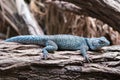 Blue spiny lizard Sceloporus serrifer cyanogenys Royalty Free Stock Photo