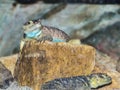Blue spiny lizard is sitting on a rock Royalty Free Stock Photo
