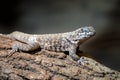 Blue spiny lizards resting on the branch Royalty Free Stock Photo