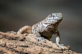 Blue spiny lizards, Sceloporus cyanogenys Royalty Free Stock Photo