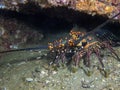 A Blue Spiny Lobster Panulirus inflatus in Baja California Royalty Free Stock Photo