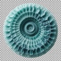 Blue Spiral Shell Macro on Transparent Background Royalty Free Stock Photo
