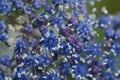 Blue spirea Royalty Free Stock Photo