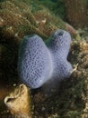 Blue Sponge - Haliclona sp.