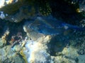 Blue spotted boxfish over beige coral reef Royalty Free Stock Photo