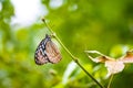 Elegant Rest of a Blue-Spotted Butterfly Royalty Free Stock Photo